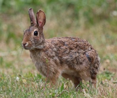 bunny-9605962sm