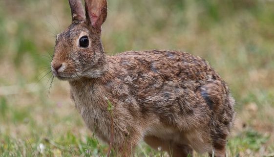 bunny-9605962sm bunny-9605962sm