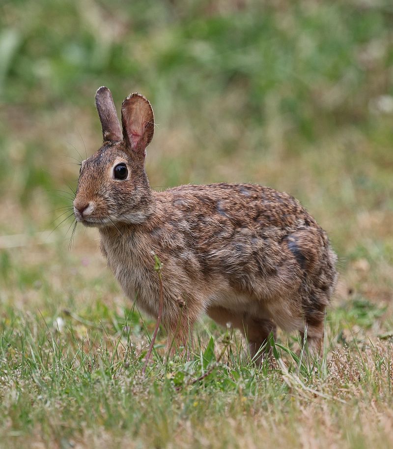 bunny-9605962sm